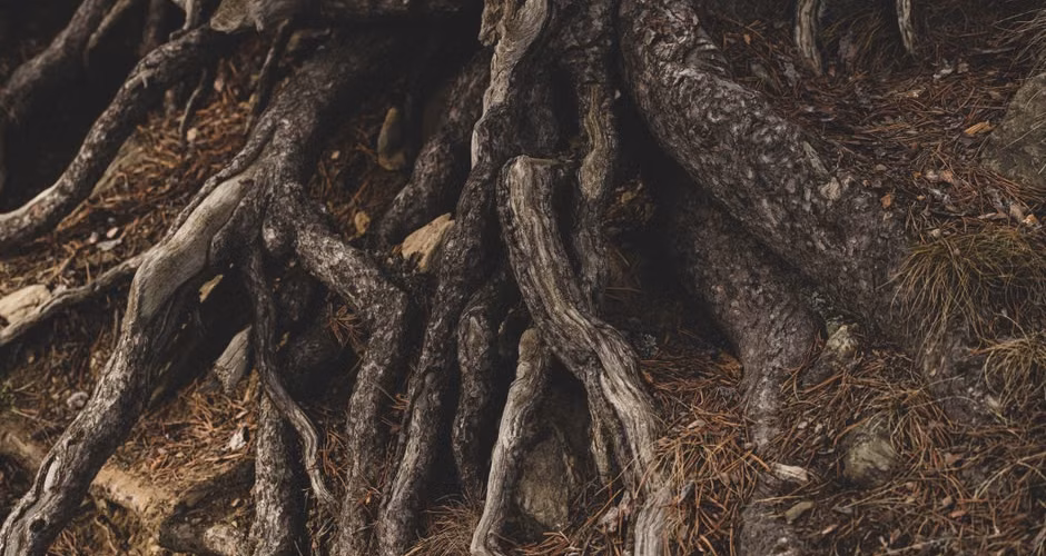 Intertwined tree roots spreading across a forest floor showing how far a root system extends