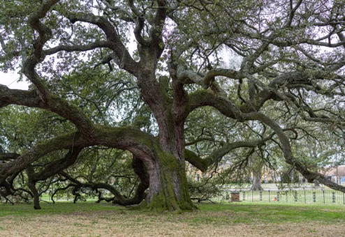 Mature live oak with sprawling branches shading a well-kept property