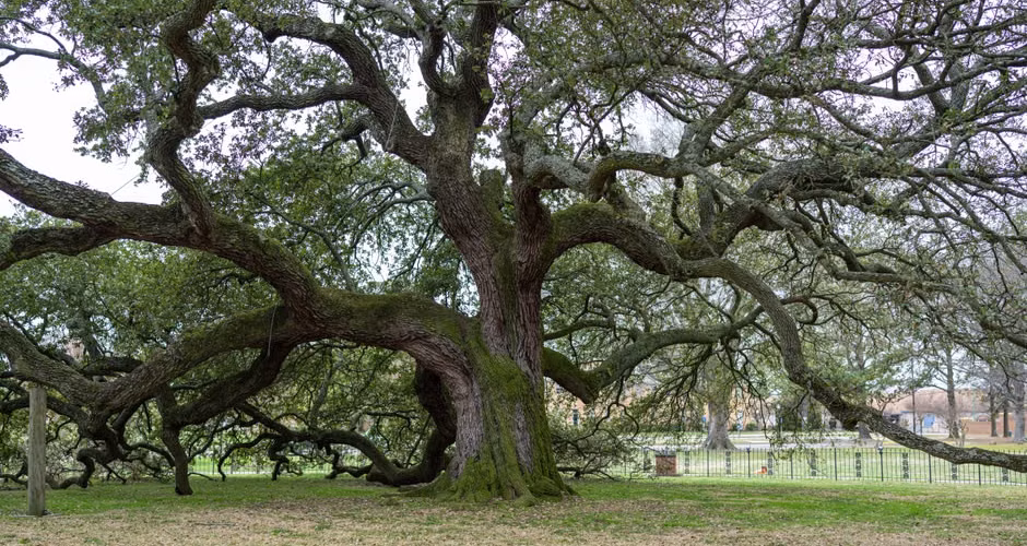 Mature live oak with sprawling branches shading a well-kept property