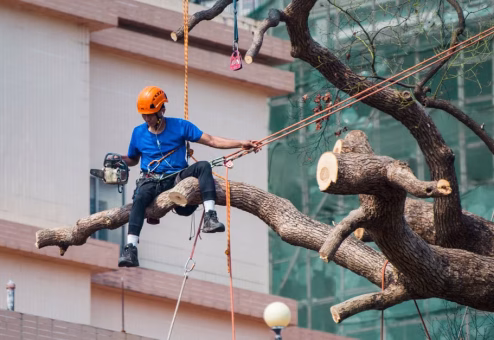 Tree surgeon secured with ropes using a chainsaw high in a large tree canopy