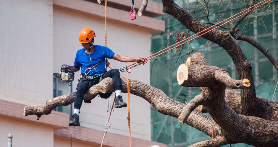 Tree surgeon secured with ropes using a chainsaw high in a large tree canopy