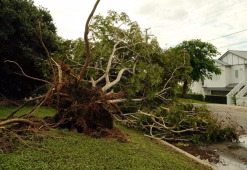Uprooted tree lying across a suburban street after a violent storm
