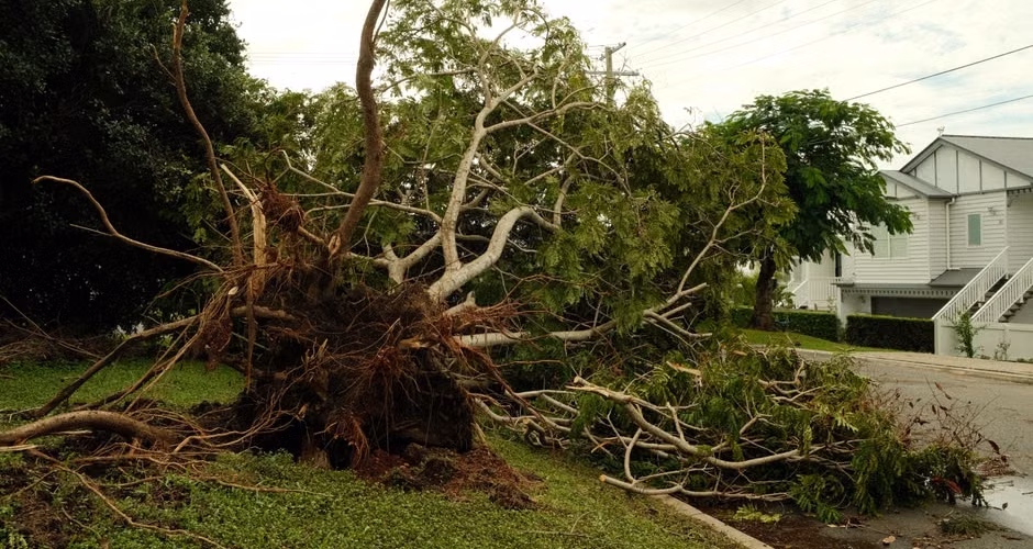 Uprooted tree lying across a suburban street after a violent storm
