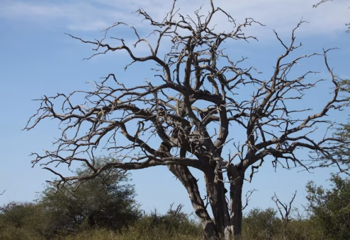 Barren dead tree with twisted leafless branches standing against a clear blue sky