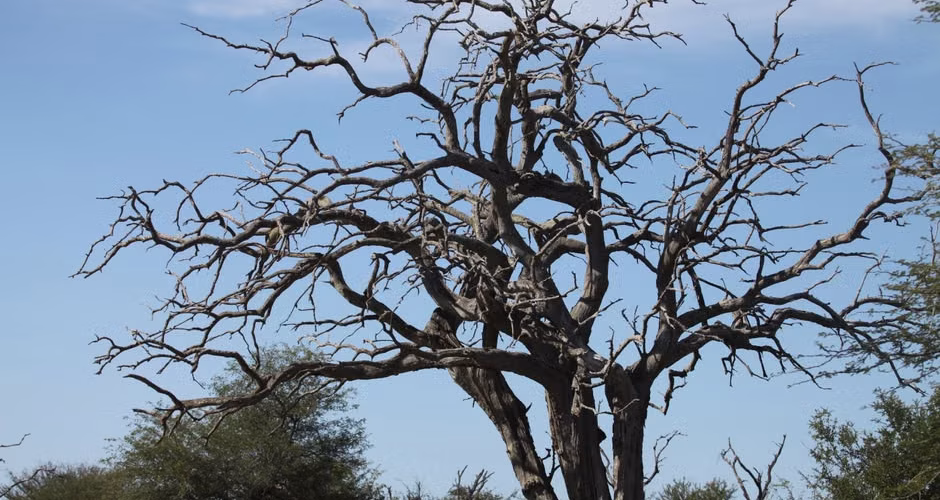 Barren dead tree with twisted leafless branches standing against a clear blue sky