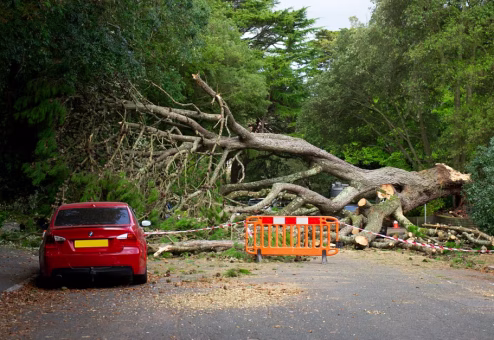 Large tree fallen across a road with scattered debris after a structural failure