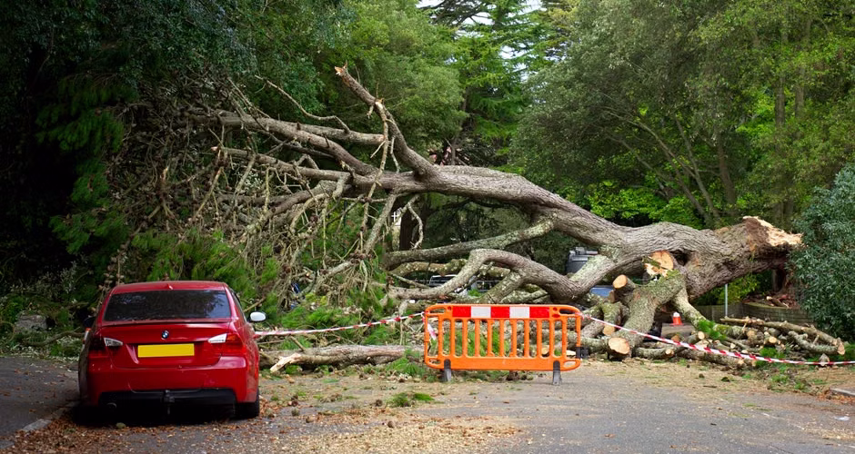 Large tree fallen across a road with scattered debris after a structural failure