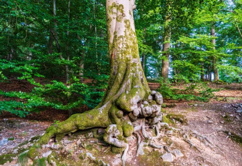 Massive tree trunk with gnarled surface roots spreading across the ground