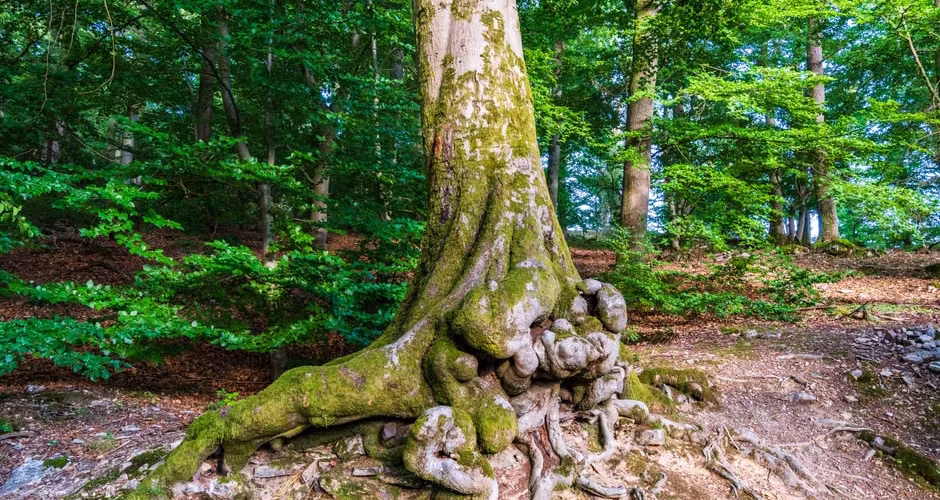 Massive tree trunk with gnarled surface roots spreading across the ground