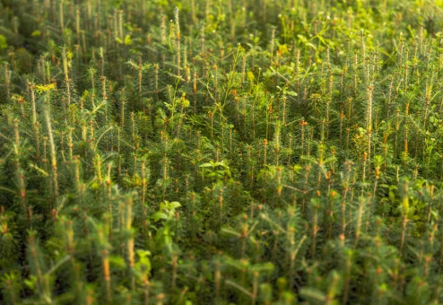 Young pine saplings growing in a green nursery setting ready for planting