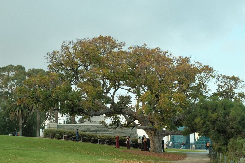 Large oak tree in a city park