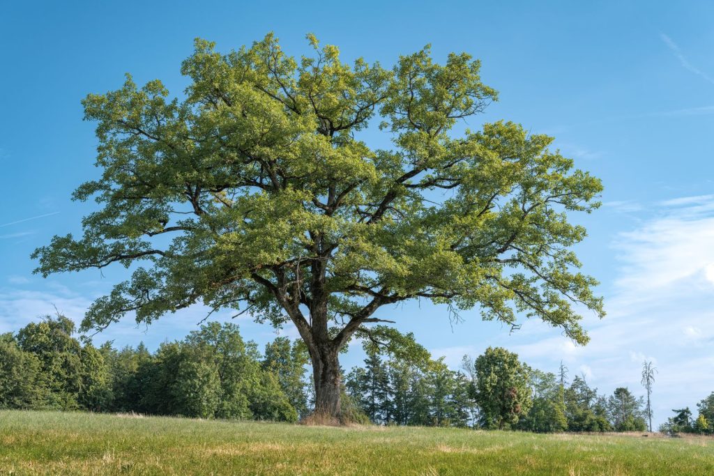 Oak tree standing alone in an open field