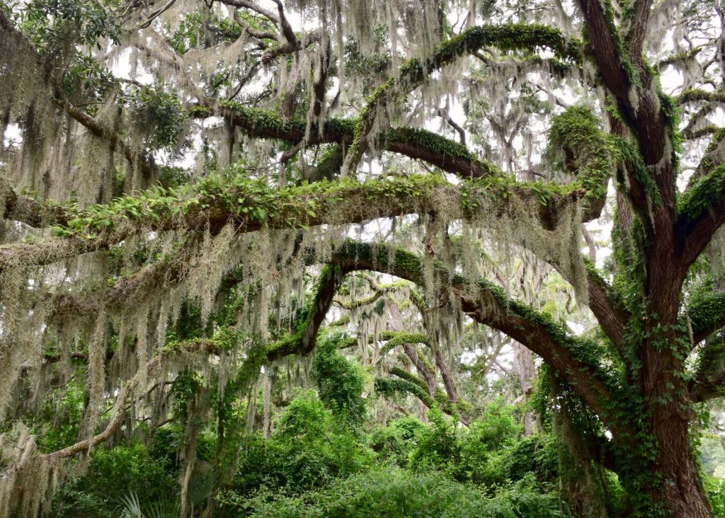 Oak trees draped in Spanish moss
