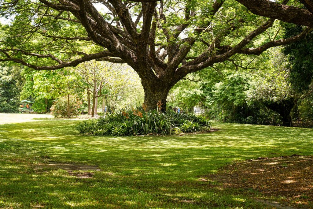 Sprawling oak tree shading a park lawn
