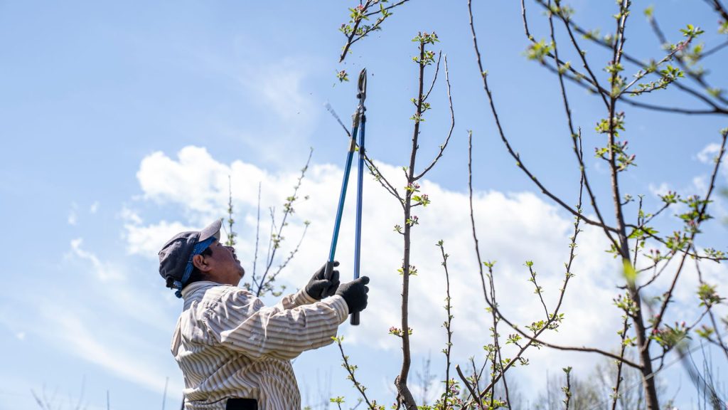 Worker using a pole pruner to trim tree branches