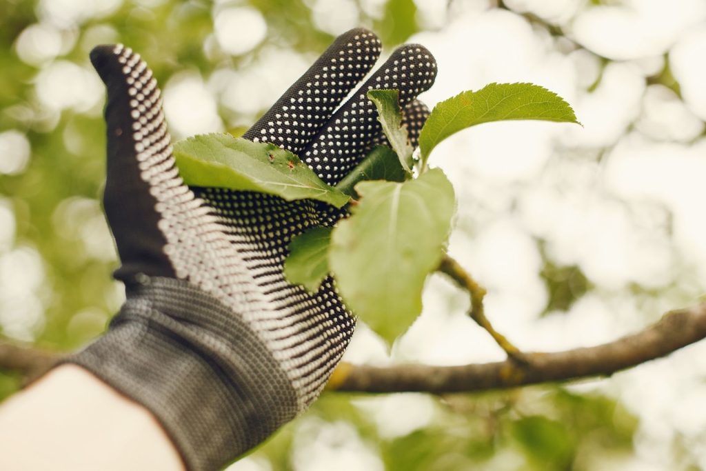 Gloved hand examining leaves on a tree branch