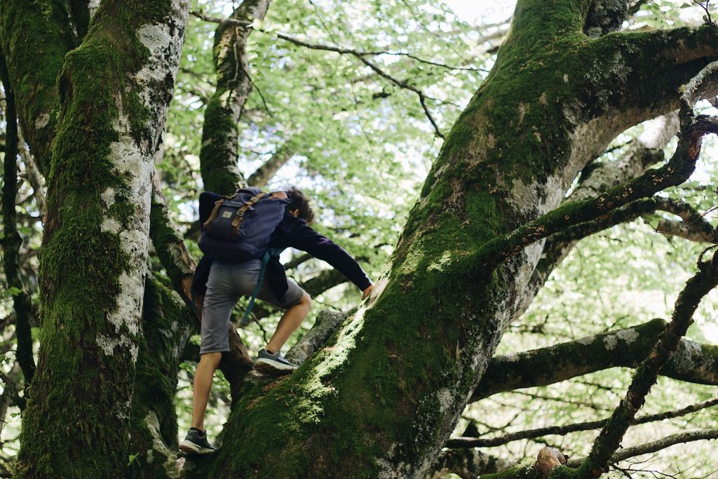 Person climbing a large moss-covered tree