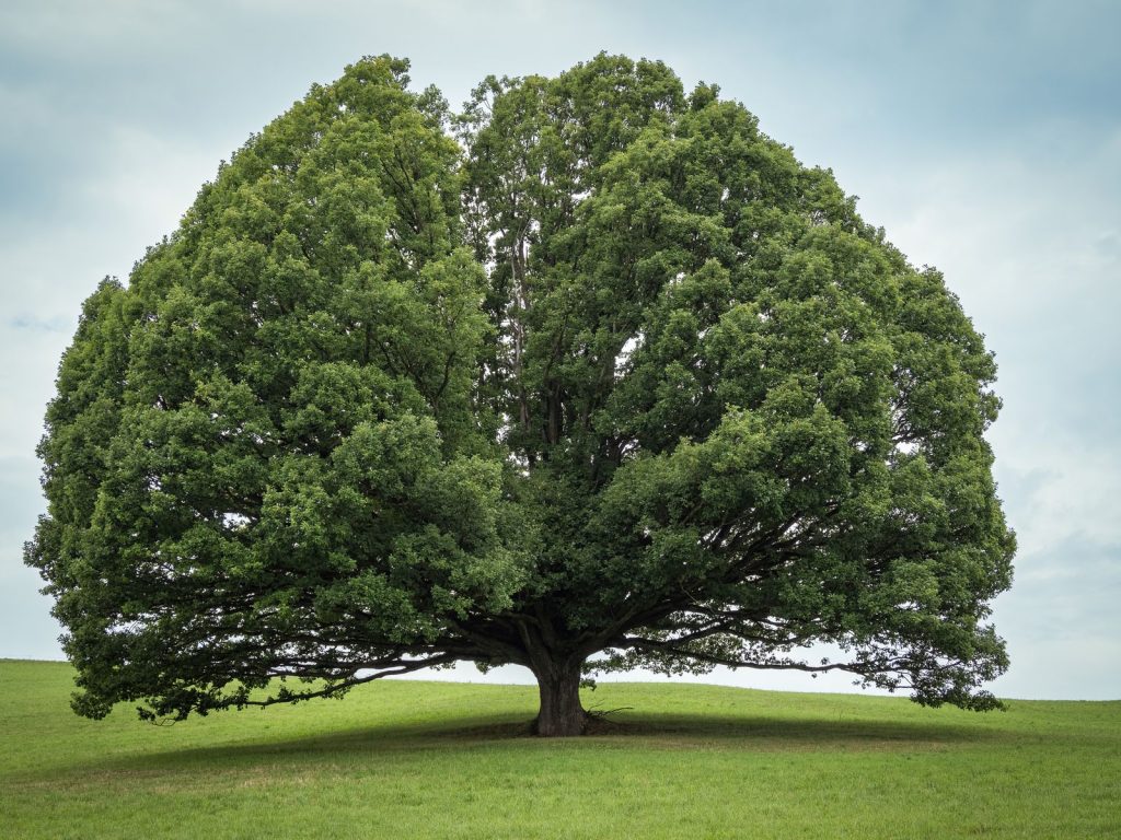 Large oak tree with a full, rounded canopy in an open field