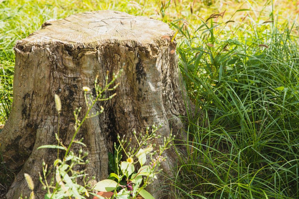 Old tree stump in tall green grass