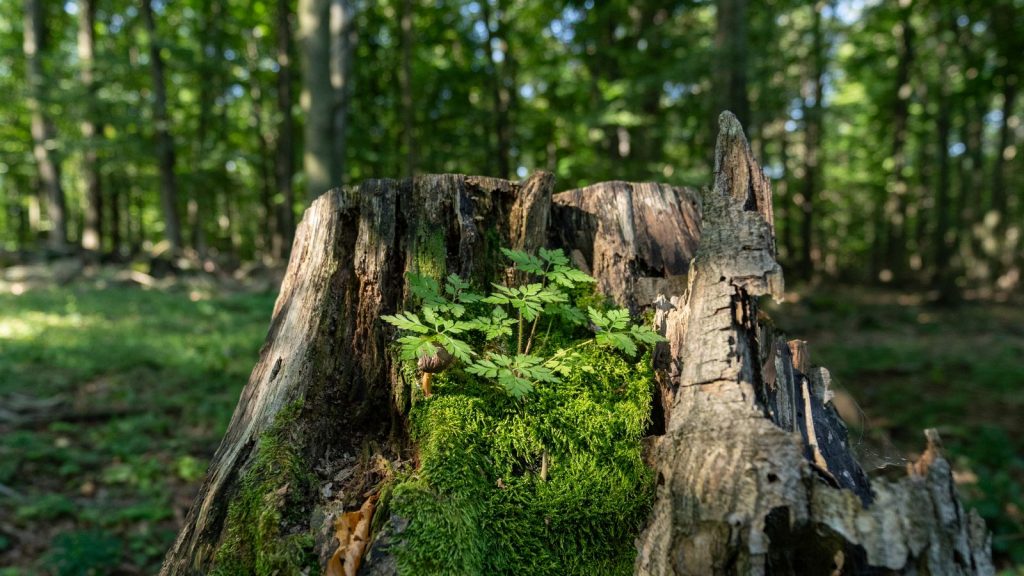 Decaying tree stump with moss and plants growing on it