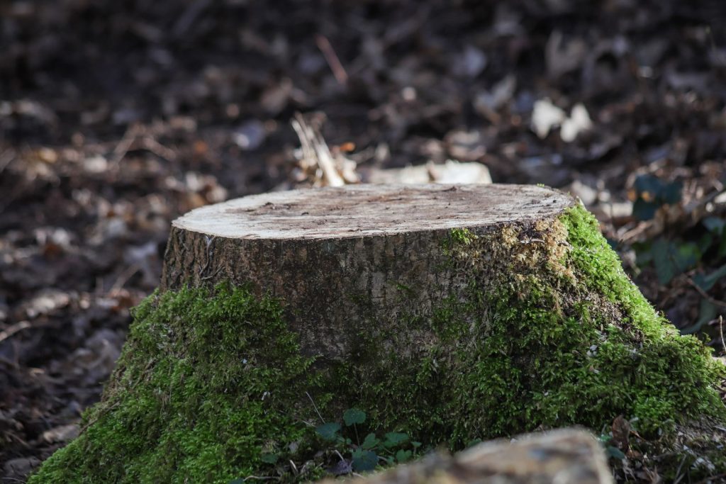 Moss-covered cut tree stump