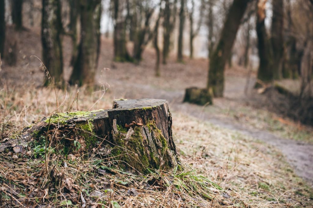Moss-covered tree stump beside a dirt path
