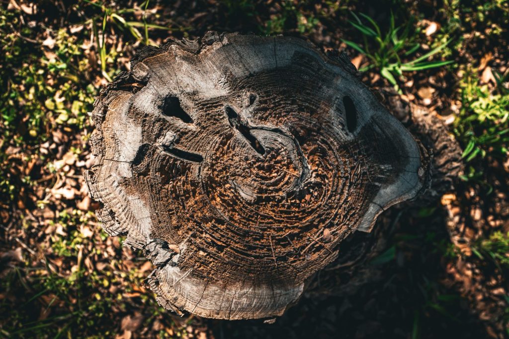 Weathered tree stump with visible growth rings in the grass