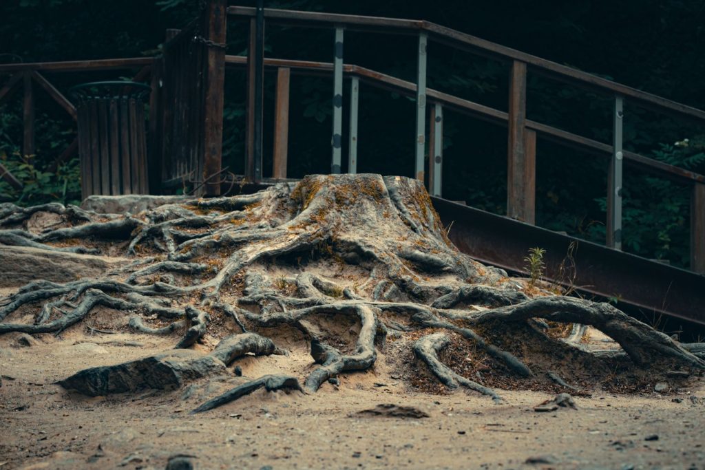 Gnarled surface roots spreading out from an old stump