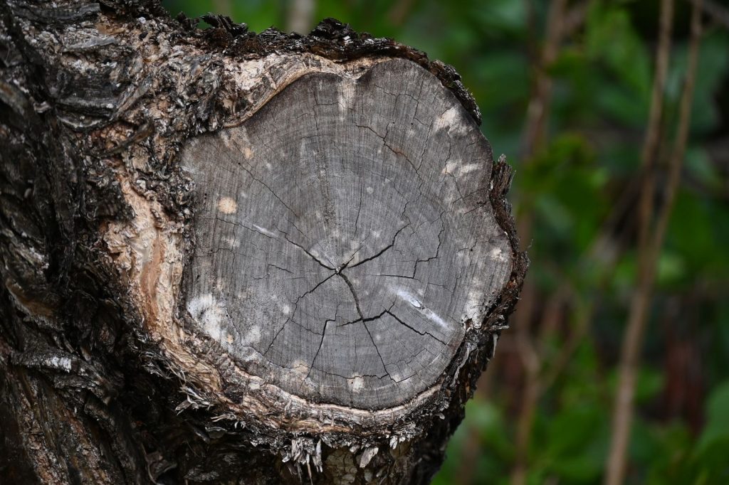 Close-up of a weathered tree stump showing cracked wood grain
