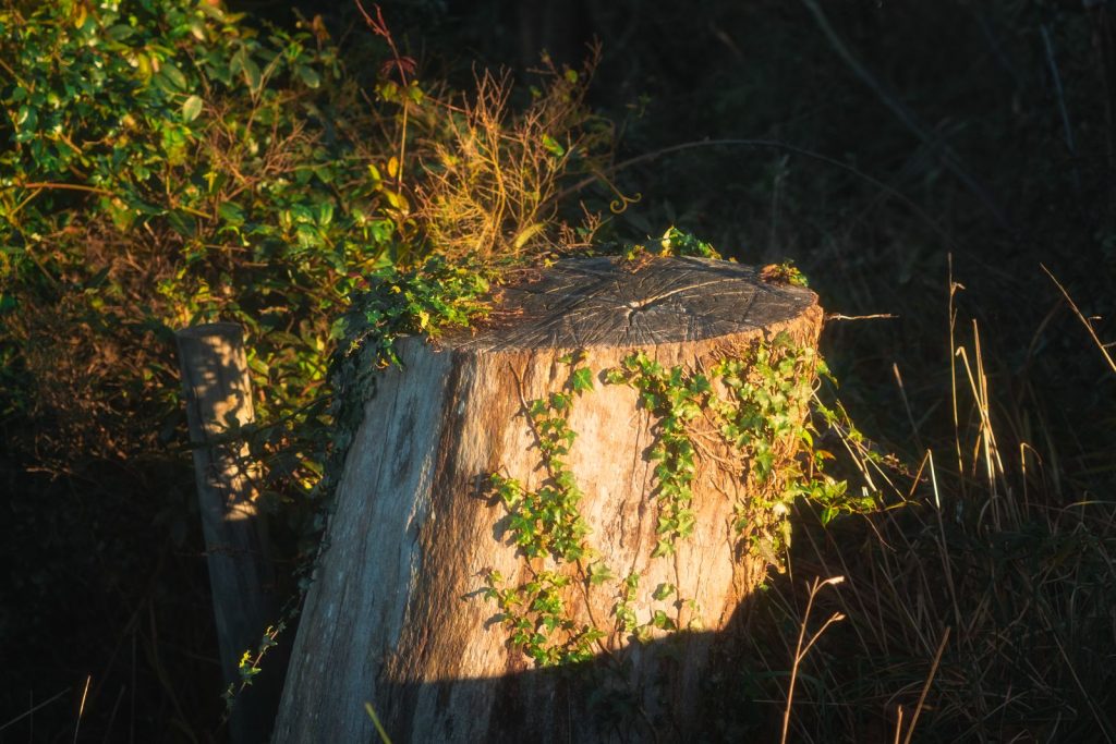 Tree stump covered with ivy vines