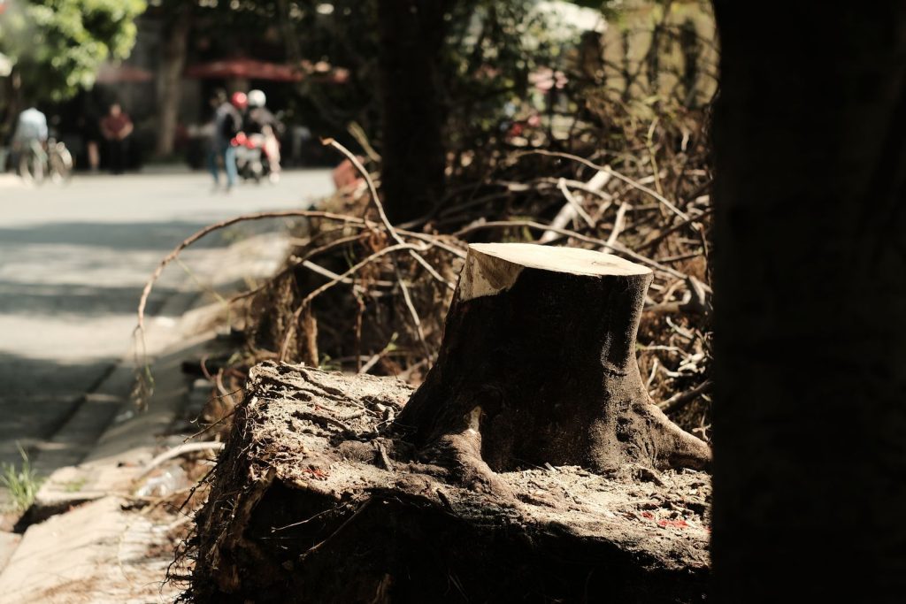 Tree stump beside a sidewalk on a city street