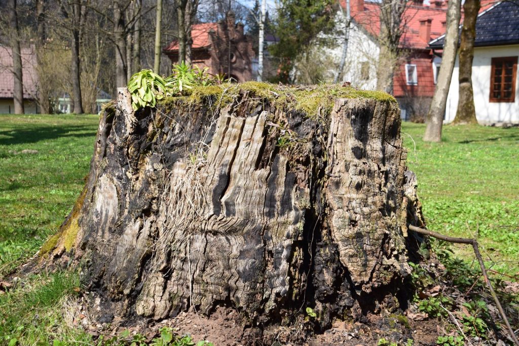 Large old tree stump in a grassy residential yard