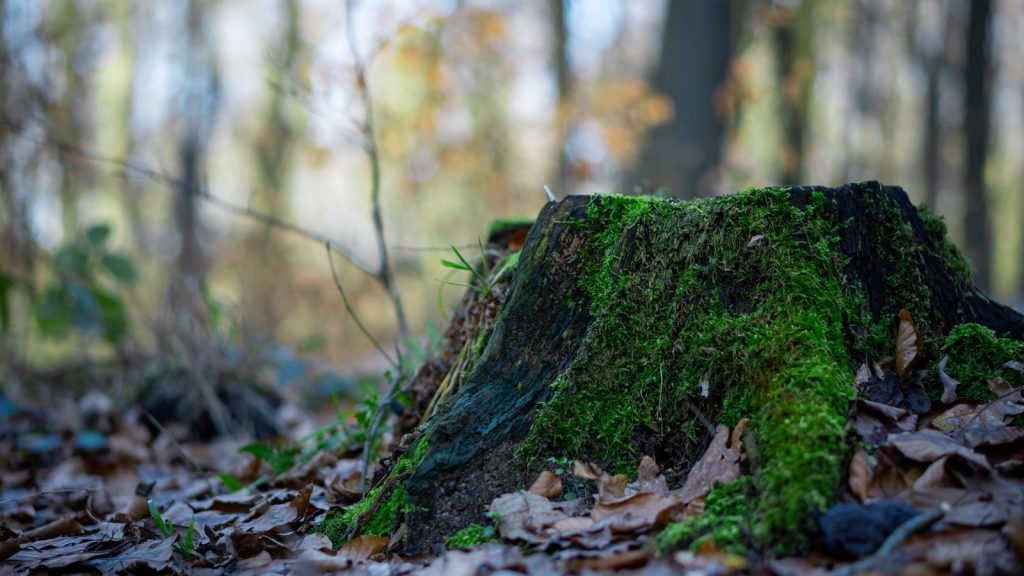 Moss-covered tree stump on the ground