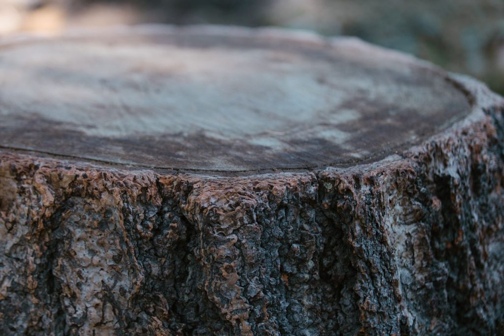 Close-up of a tree stump's bark and cut surface