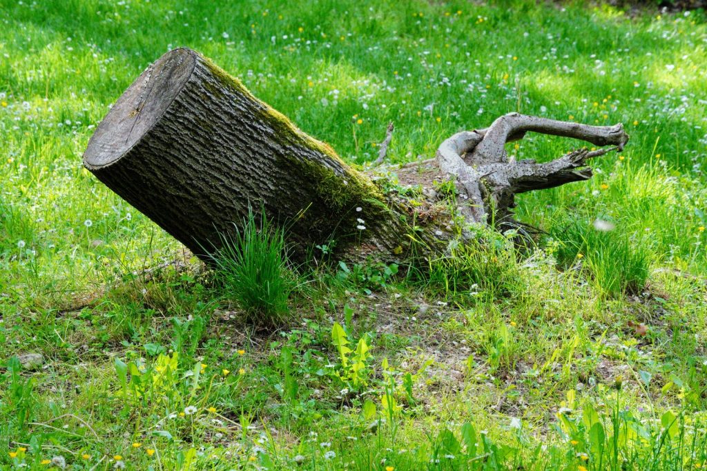 Mossy tree stump in green grass