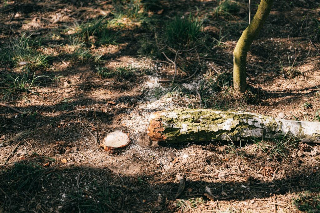 Old fallen trunk with moss lying on the ground, seen from above