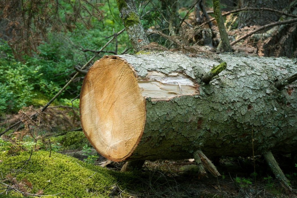 Felled tree trunk lying on the ground