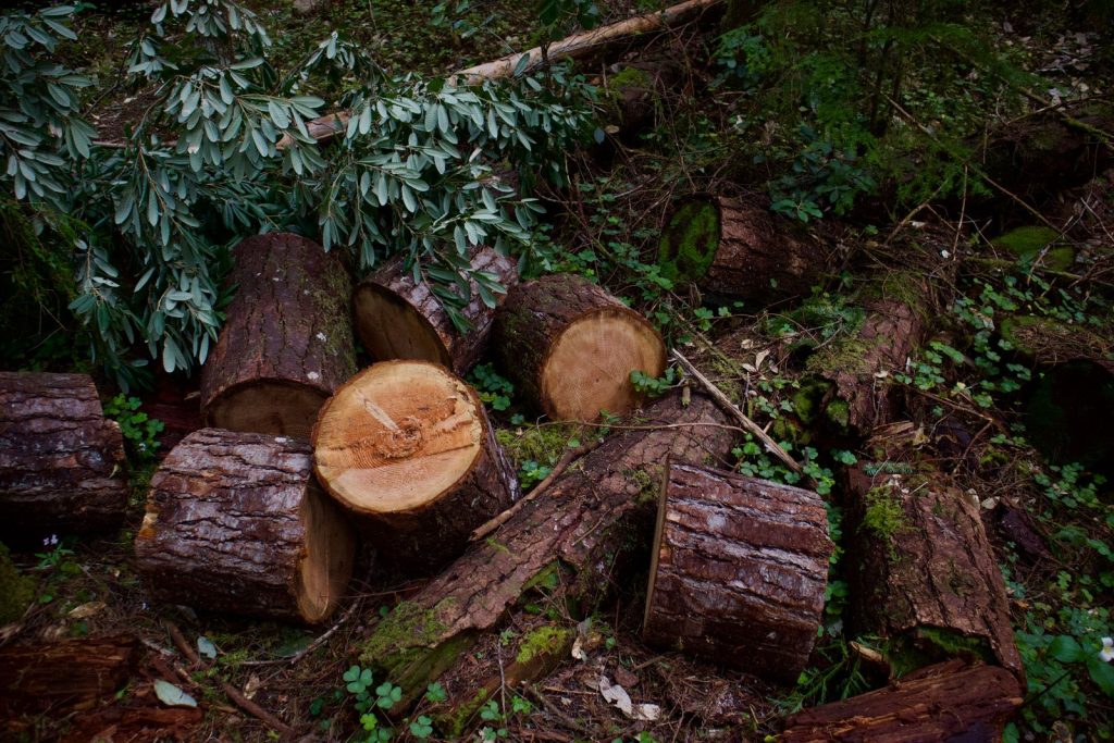 Freshly cut log rounds among green undergrowth