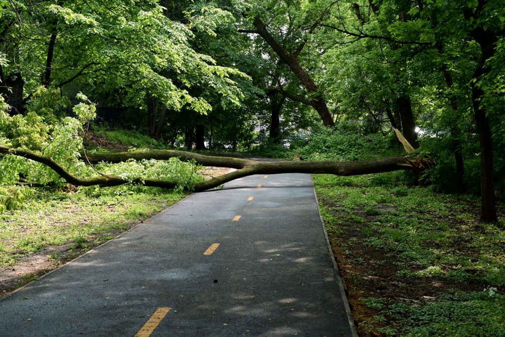 Fallen tree blocking a paved park path