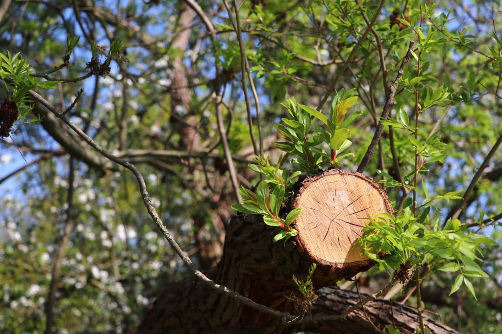 Clean saw cut on a tree branch surrounded by green leaves