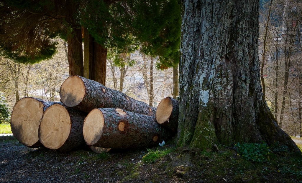 Cut tree trunk sections resting beside a large tree
