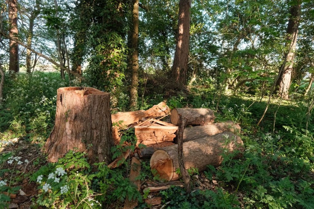 Cut trunk sections and a remaining stump after a tree was taken down